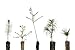 Bonsai Tree Bundle | Collection of 5 Live Tree Seedlings | The Jonsteen Company