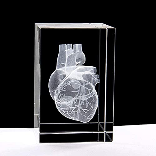 Modèle d'enseignement d'anatomie de cœur humain 3D pour presse-papier de bureau - 7