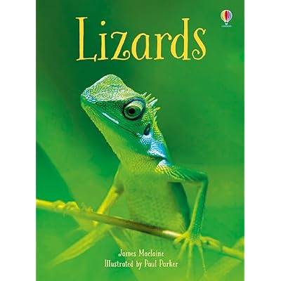 Lizards (Beginners)