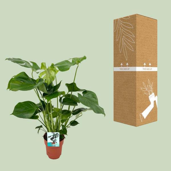 Monstera Deliciosa – pyszne liść okienny – roślina pokojowa – Ø 19 cm x 60 cm – tropikalna roślina pokojowa z okleinowanymi liśćmi – oczyszczająca powietrze i łatwa w pielęgnacji