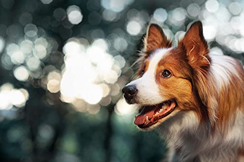 Vet's Advantage Ashwagandha Calmer For Dogs - Pure Herbal Support for Anxious Excitable Dogs who are Easily Stressed (250 grams) - Image 4