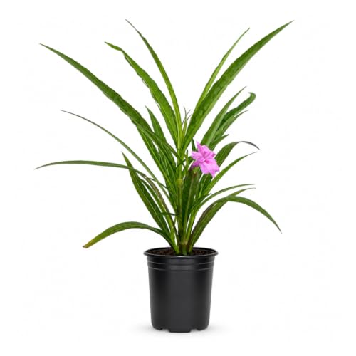 Katie's Dwarf Mexican Petunia Pink | 10 Large 4 Inch Pots | Ruellia brittoniana | Compact Flowering Perennial | Low Growing Pollinator Favorite for Walkways Borders Containers Landscaping