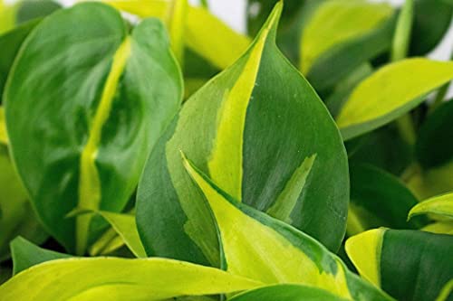 Trailing Combi Pack | Scanden, Gouden, Brasil - Afbeelding 7