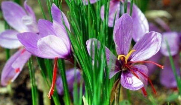 Bulbi di Croco da Zafferano, Crocus Sativus, Circonferenza 9/10 cm, Confezione da 50 Bulbi, Disponibilità Immediata, Per Coltivazione Zafferano