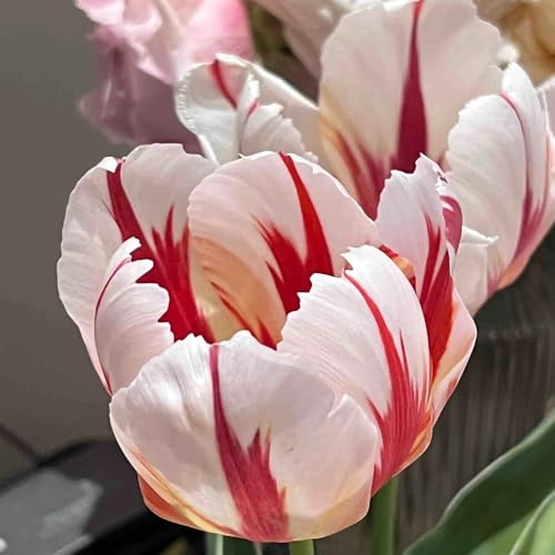 Bombilla de tulipán perenne resistente,resistentes para el jardín.Bombilla de perennes resistentes de jardín perennes 4pcs