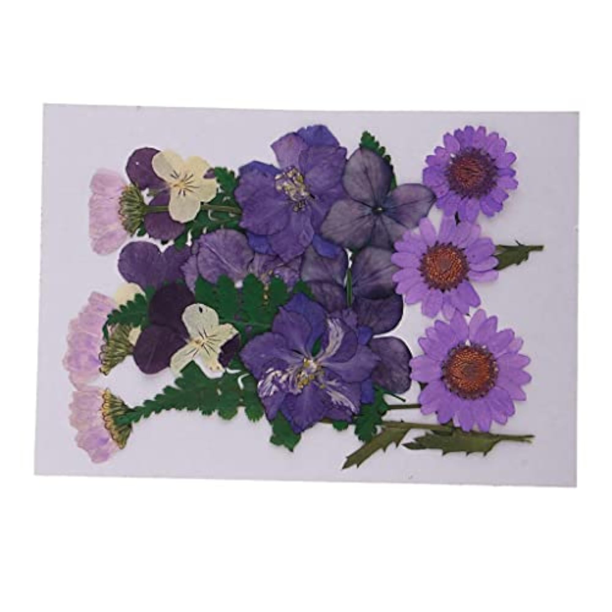 Multiple Mix Natural Pressed Dried Flowers for DIY Craft