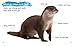 Be an Otter Expert: Band 4/Blue (Collins Big Cat Phonics)