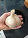 Elephant Garlic, 1 Large Bulb (1 Count), Great for Planting, Eating or Cooking! Non GMO. Milder Tasting Garlic