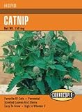 Heirloom Catnip