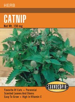 Heirloom Catnip