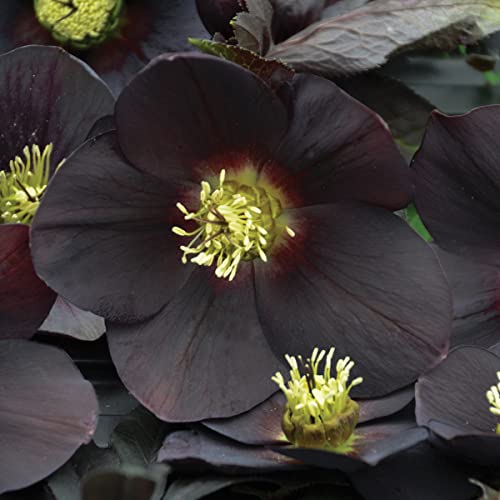 Live New York Night Black Helleborus Lenten Rose Perennial. Stunning