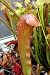 Carnivorous Bug Bat Pitcher Plant - Sarracenia - 3" Pot