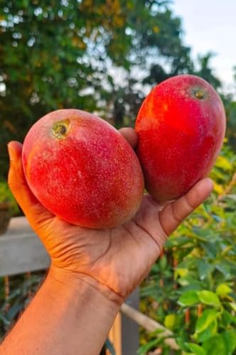 Image of All-Time 12 Months Hybrid Grafted Guti Kolom Live Fruit Plant Original & Authentic Organic Tree for Outdoor Fast-Growing Fruit Plant Home Gardens Pack Of-1 (Red Original Miyazaki Mango, medium)