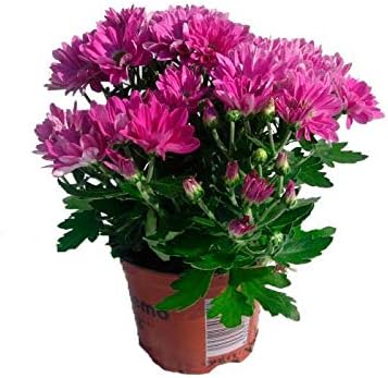 Crisantemo Planta con Flor en Maceta Pequeña Colores Surtidos