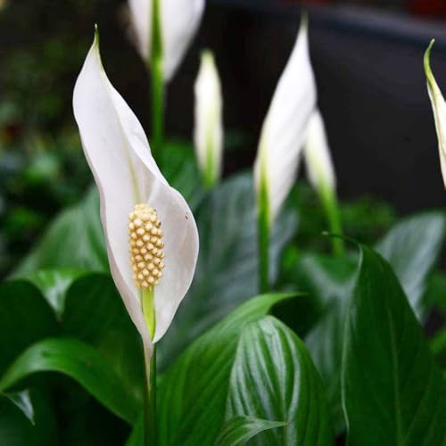 Spatifillo (giglio pace) - da balcone, di, esotiche d'appartamento esotiche rampicanti rare rampicanti in vaso Aiuole rialzate per il giardino 85semi
