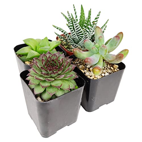 Pet-Friendly Succulent Pack | Set Of 2/4/6/8/10/24/36/48 Best Succulent Plants | Pet Safe Non Toxic Succulent Collection (6) #TOP1