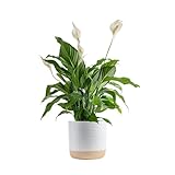 Costa Farms Peace Lily Live Plant in Decorative Pot, Air Purifying Flowering Large Indoor Houseplant, Perfect for Home, Room, or Office Decor, Great House Warming or Birthday Gift, 2-3 Feet Tall