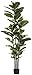 FLOWORLD Artificial Rubber Tree Plant 6ft Tall Faux Ficus Tree Potted Fake Tropical Plants Decorative House Plants Large Floor Artificial Trees for Home Office Decor, Without The Pot