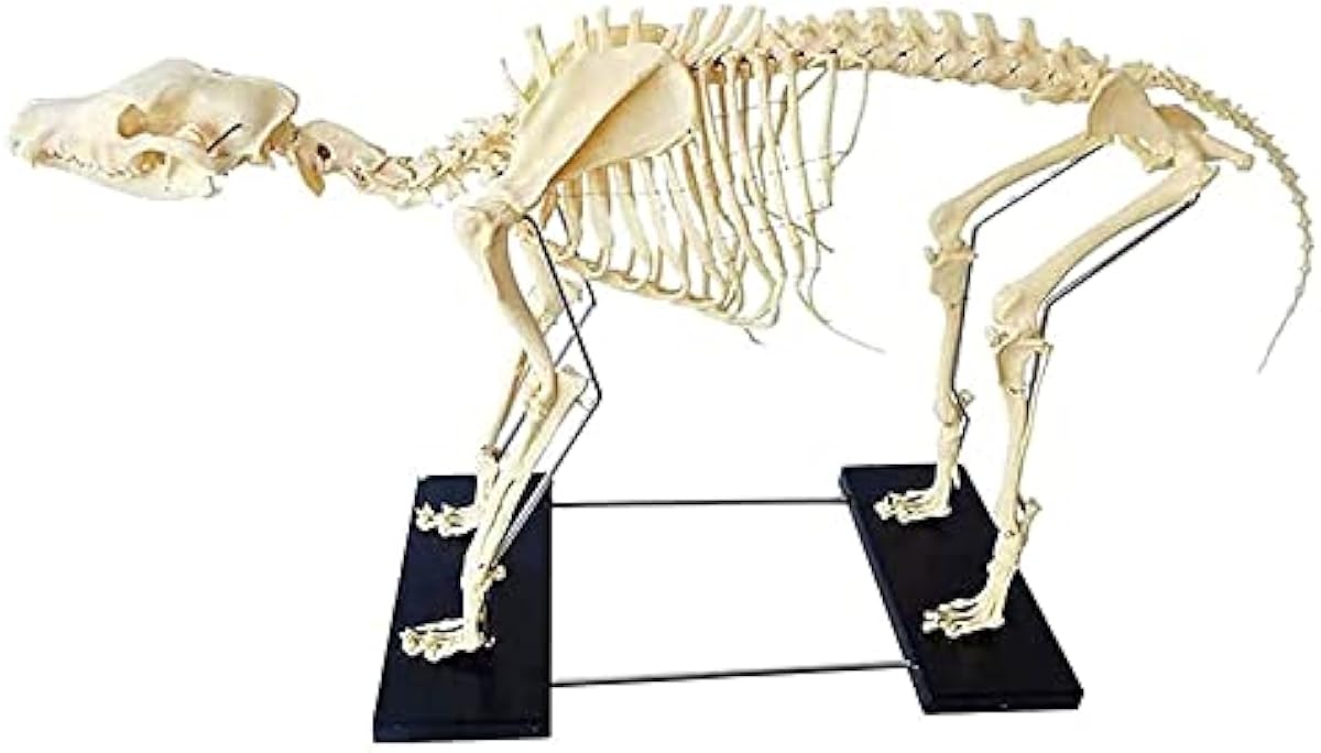 ネット販売中 犬の骨格解剖学的モデル 獣医デモンストレーション医療トレーニングエイド 1 60cm のベースを持つ犬の骨標本 ショッピング販促 Littleshopp Com