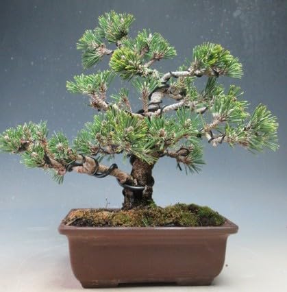 Amazon | 盆栽 八房 寿黒松（千寿丸）【現品】（3763） | 盆栽