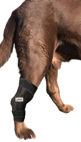 dog ice pack - Labra Canine Dog Ice and Heat Therapy Compression Brace (Medium)