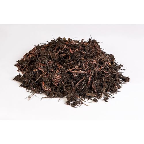 Kit Compostagem, Composteira Horta Orgânica - Minhocas Californianas, Casca de Arroz e Húmus de Minh