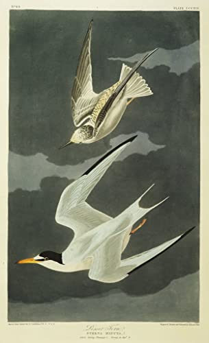Impression d'affiches Sterne naine toile Audubon 60x90cm grand format