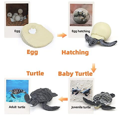 Montessori Life Cycle Animal Figures with Flash Cards, Realistic Animal Plant - Bild 20 von 71