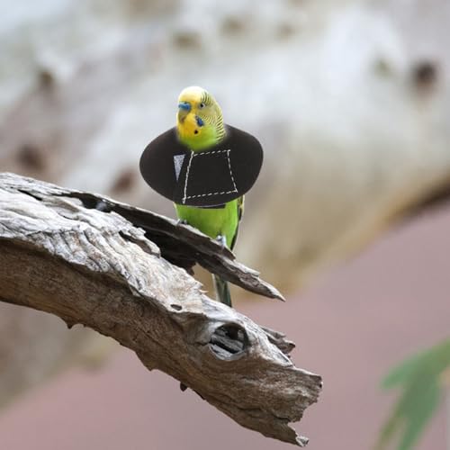 Perroquet col de grattement de protection durable pour grands oiseaux