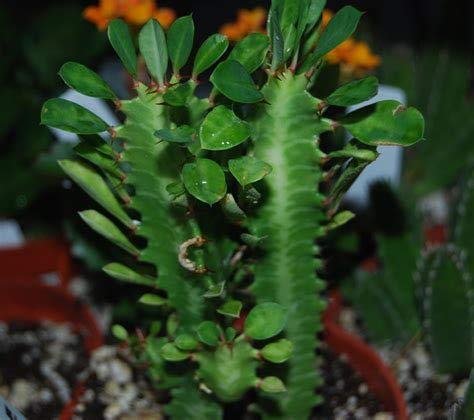 Mphmi Euphorbia alluaudii - Succulent Plant (B08SWFRVC2) Amazon Price History, Amazon Price Tracker