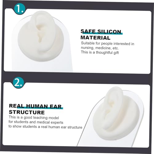 Modèles d'oreilles en silicone avec supports pour l'exposition - 3
