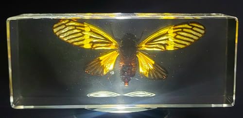 Image of 4.3 inch Real Golden Black Cicada w /Open Wings in Crystal Clear Lucite Resin Crafts Specimen Preserved Becquartina Electa Insect Taxidermy Collection for Biology Science Education & Desk Ornament Display