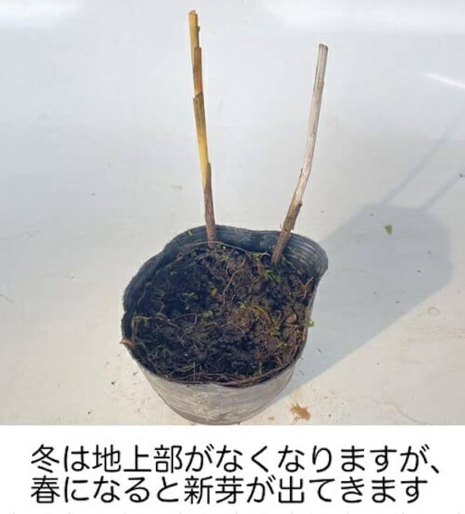 紫蘭ページ Amazon.co.jp: 【20本セット】シラン / 10.5cmポット しらん