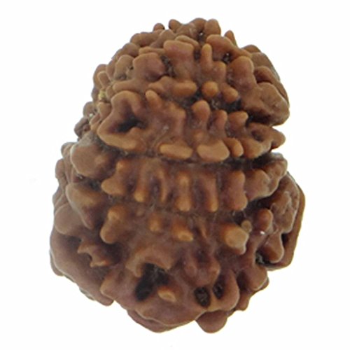 Image of Arihant Gems & Jewels 11 Mukhi Faced Rudraksha | Natural & Certified | Astrological Benefits | Positive Energy | Unisex for Men & Women (Nepali Rudraksha)