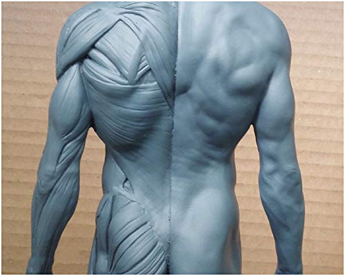Modèle De Peinture De Figurine D'Anatomie Humaine De 30 Cm, Modèle D'Anatomie Musculo-Squelettique Humaine, Modèle D'Os Musculaire Humain pour Artistes Médicaux, Étude De Dessin