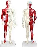 HaoLi Modelo de Montaje Modelo de acupuntura Humana de 60 cm con la anatomía Muscular - para los acupunturistas y Otros Profesionales de la Salud