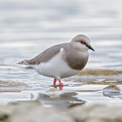 『The Delightfully Odd Magellanic Plover』のカバーアート