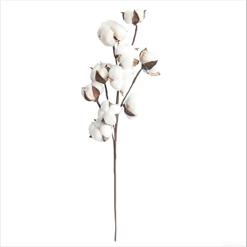 Fleurs en coton naturel esthétiques avec tige de 10 têtes pour de beaux bouquets et décorations d'événements