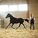 HORZE Lunging Surcingle for Horses | Nylon Roller for Training - Black - Pony