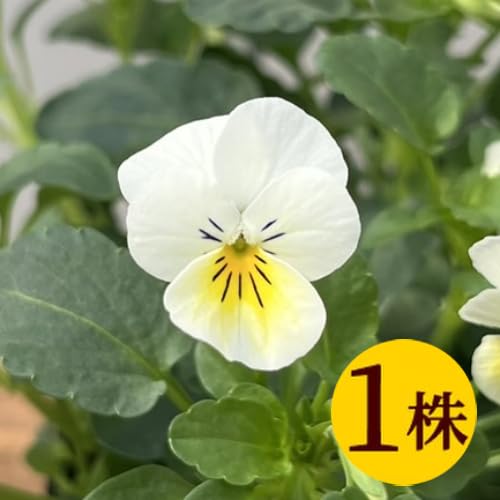 ビオラ　シェルブリエ　苗 楽天市場】シエルブリエ 3ポットセット フリル咲き パンジー