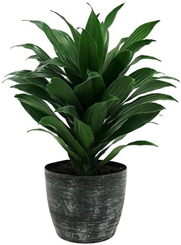 Garden Nature Care Live Good Lucky Lotus Bamboo Plant For Office Table Home Decor Good Indoor Plant/Tree With Pot Gifting Purpose Healthy Plant Pack of 2 (B0BPSVCQC3) Amazon Price History, Amazon Price Tracker