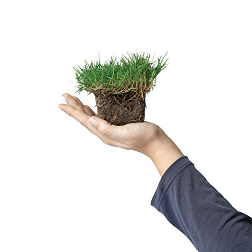 Sodpods® Bermuda Grass Plugs (64-Count) Natural, Affordable Lawn Improvement #TOP2