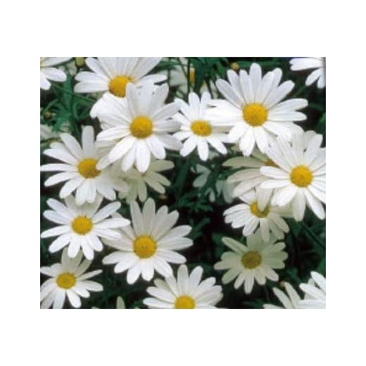 300x Margherita Alaska-Schokoladenblume Seme Giardino Fiore Semi K52