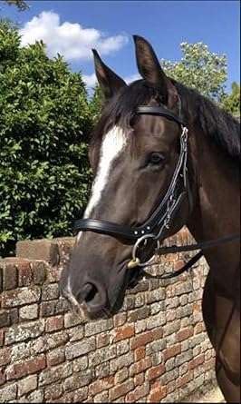 Benz Equestrian Anatomical Multi-Function Bridle Bitted Bitless Breathable Padded Headpiece in Brown Leather (Cob/Medium)