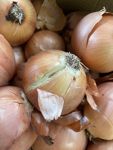 玉ねぎ 訳あり 箱込約10kg以上