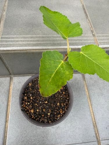 イチジク 鉢植え」の人気商品一覧 | 安い商品を通販サイトから探す