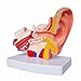 Doc.Royal Human Professional Desktop Ear Joint Simulation Model Medical Anatomy PVC Plastic Type DR-XF-102