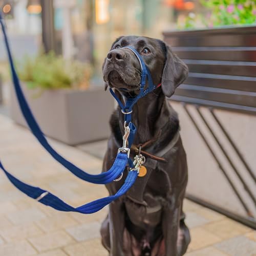 Image of Halti Headcollar for Dogs | Size 4, Cobalt Blue | Stop Your Dog Pulling on the Leash | Adjustable, Reflective, Lightweight | Padded Nose Band | Training Collar for Large Dogs