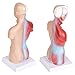 Human Torso Body Model Anatomy Anatomical Medical Internal Organs for Teaching Detachable Educational Medical Science Model New