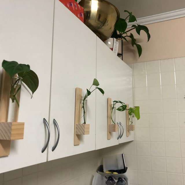 Image of Test Tube Wall Planter (Set of 2) | Hanging Planters | Stick to Wall | Wall Planter | Planter for Indoor Plants |Decorative Planter (Comes with Double Sided Tape)